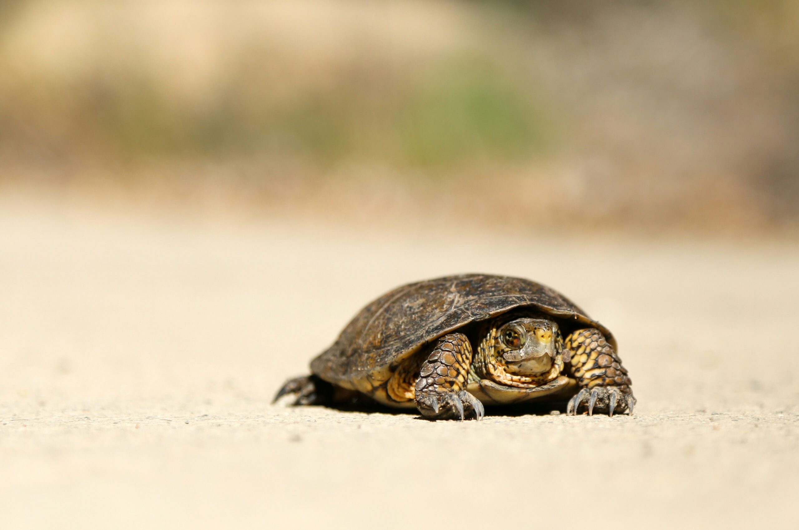 How to Slow Down in a Culture Built for Speed